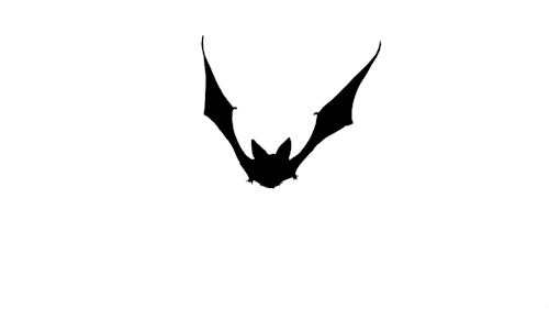 Flying Bat